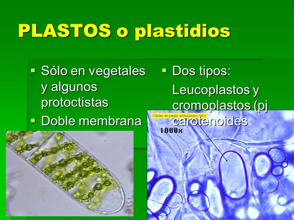 PLASTOS O PLASTIDIOS PDF DOWNLOAD PLASTOS O PLASTIDIOS PDF DOWNLOAD